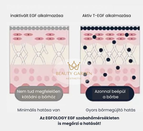 egfology egf velemeny exoszóma