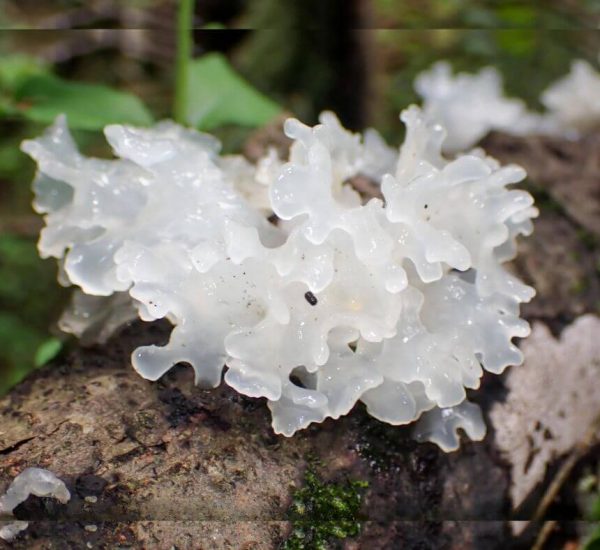 egfology gyogygomba exoszoma kezeles